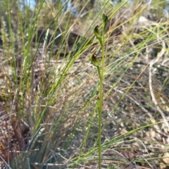 Speculantha rubescens (Blushing Tiny Greenhood) at Block 402 - 7 Apr 2019 by AaronClausen