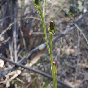 Speculantha rubescens at Denman Prospect, ACT - suppressed