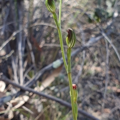 Speculantha rubescens (Blushing Tiny Greenhood) at Denman Prospect, ACT - 7 Apr 2019 by AaronClausen