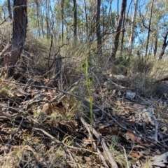 Speculantha rubescens at Denman Prospect, ACT - suppressed