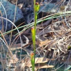 Speculantha rubescens (Blushing Tiny Greenhood) at Block 402 - 7 Apr 2019 by AaronClausen