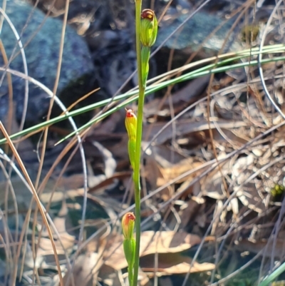 Speculantha rubescens (Blushing Tiny Greenhood) at Block 402 - 7 Apr 2019 by AaronClausen