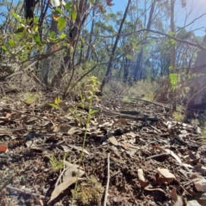 Corunastylis clivicola at Denman Prospect, ACT - 7 Apr 2019