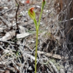 Speculantha rubescens (Blushing Tiny Greenhood) at Block 402 - 7 Apr 2019 by AaronClausen