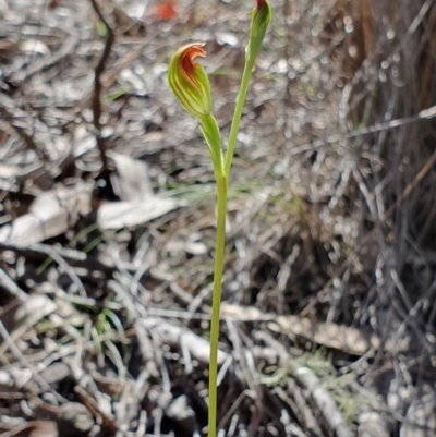 Speculantha rubescens (Blushing Tiny Greenhood) at Denman Prospect, ACT - 7 Apr 2019 by AaronClausen
