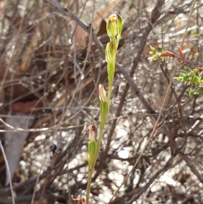 Speculantha rubescens (Blushing Tiny Greenhood) at Block 402 - 7 Apr 2019 by AaronClausen