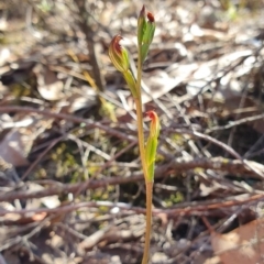 Speculantha rubescens (Blushing Tiny Greenhood) at Denman Prospect, ACT - 7 Apr 2019 by AaronClausen