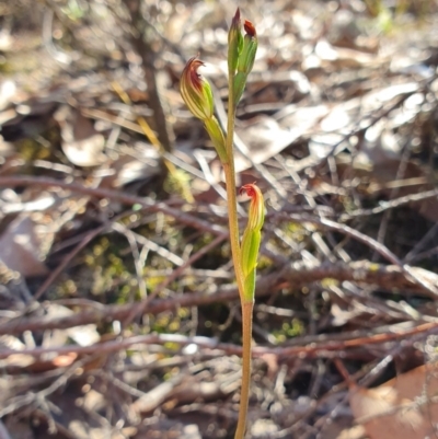 Speculantha rubescens (Blushing Tiny Greenhood) at Denman Prospect, ACT - 7 Apr 2019 by AaronClausen