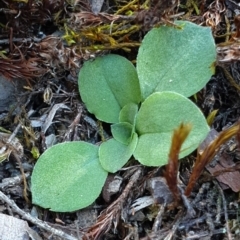 Diplodium sp. (A Greenhood) at Block 402 - 7 Apr 2019 by AaronClausen