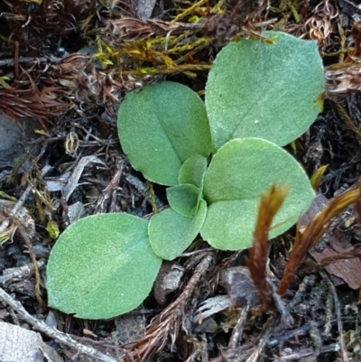 Diplodium sp. (A Greenhood) at Block 402 - 7 Apr 2019 by AaronClausen