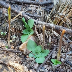 Diplodium sp. at Denman Prospect, ACT - 7 Apr 2019