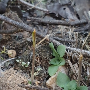 Diplodium sp. at Denman Prospect, ACT - 7 Apr 2019