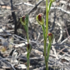 Speculantha rubescens (Blushing Tiny Greenhood) at Block 402 - 7 Apr 2019 by AaronClausen