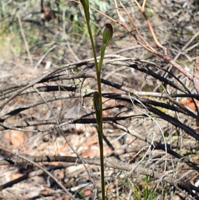 Speculantha rubescens (Blushing Tiny Greenhood) at Denman Prospect, ACT - 7 Apr 2019 by AaronClausen