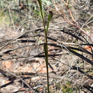 Speculantha rubescens at Denman Prospect, ACT - 7 Apr 2019