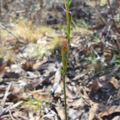 Speculantha rubescens (Blushing Tiny Greenhood) at Denman Prospect, ACT - 7 Apr 2019 by AaronClausen