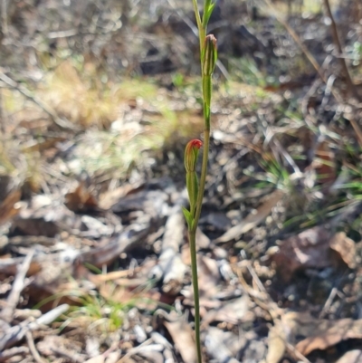 Speculantha rubescens (Blushing Tiny Greenhood) at Denman Prospect, ACT - 7 Apr 2019 by AaronClausen