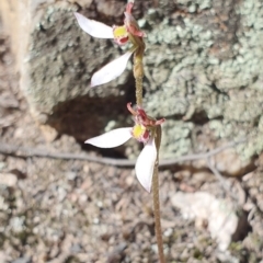 Eriochilus cucullatus (Parson's Bands) at Denman Prospect, ACT - 7 Apr 2019 by AaronClausen