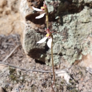 Eriochilus cucullatus at Denman Prospect, ACT - 7 Apr 2019