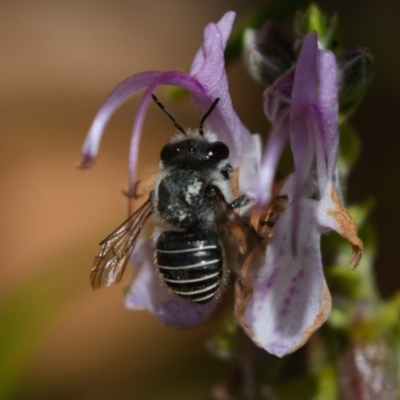 Pseudoanthidium (Immanthidium) repetitum (African carder bee) at Watson, ACT - 6 Apr 2019 by kdm