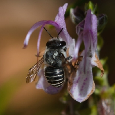 Pseudoanthidium (Immanthidium) repetitum (African carder bee, Megachild bee) at Watson, ACT - 5 Apr 2019 by kdm