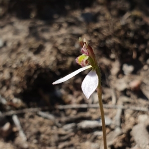 Eriochilus cucullatus at Denman Prospect, ACT - suppressed