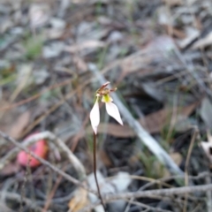 Eriochilus cucullatus (Parson's Bands) at Mount Jerrabomberra - 7 Apr 2019 by roachie