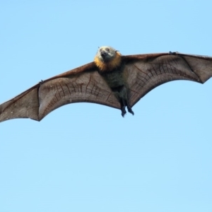 Pteropus poliocephalus at Pambula, NSW - 7 Apr 2019 08:27 AM