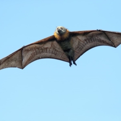 Pteropus poliocephalus (Grey-headed Flying-fox) at Pambula, NSW - 7 Apr 2019 by Leo