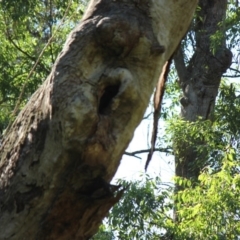 Native tree with hollow(s) (Native tree with hollow(s)) at Currowan State Forest - 7 Apr 2019 by nickhopkins