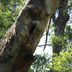 Native tree with hollow(s) at Currowan, NSW - 7 Apr 2019 10:39 AM