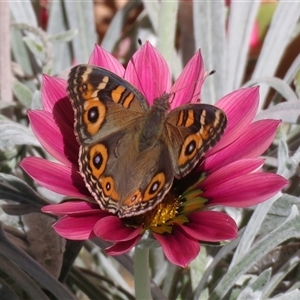 Junonia villida at Macarthur, ACT - 7 Apr 2019