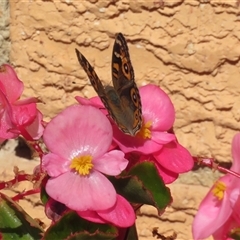 Junonia villida at Macarthur, ACT - 7 Apr 2019 12:54 PM