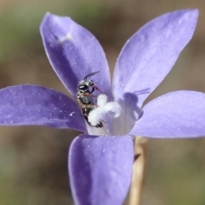 Lasioglossum (Homalictus) sp. (genus & subgenus) at Dunlop, ACT - 7 Apr 2019 03:47 PM