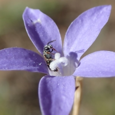 Lasioglossum (Homalictus) sp. (genus & subgenus) (Furrow Bee) at Dunlop, ACT - 7 Apr 2019 by Laserchemisty