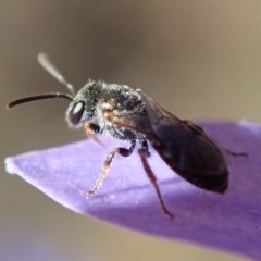 Lasioglossum (Homalictus) sp. (genus & subgenus) at Dunlop, ACT - 7 Apr 2019