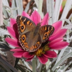 Junonia villida (Meadow Argus) at Macarthur, ACT - 7 Apr 2019 by RodDeb