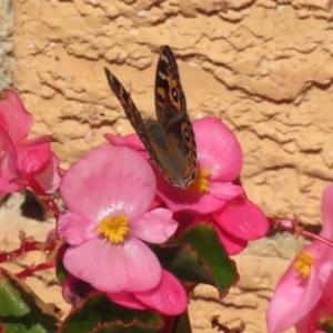 Junonia villida at Macarthur, ACT - 7 Apr 2019