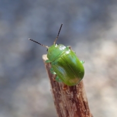 Calomela pallida at Spence, ACT - 7 Apr 2019