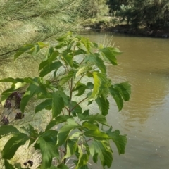 Acer negundo (Box Elder) at Stony Creek - 7 Apr 2019 by Mike