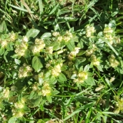 Guilleminea densa (Small Matweed) at Stromlo, ACT - 7 Apr 2019 by Mike