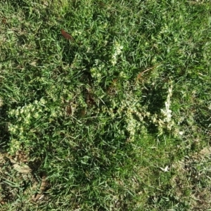 Guilleminea densa at Stromlo, ACT - 7 Apr 2019