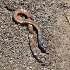 Drysdalia coronoides (White-lipped Snake) at Mount Clear, ACT - 7 Apr 2019 by AlisonMilton