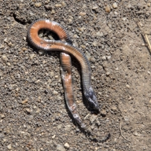 Drysdalia coronoides at Mount Clear, ACT - 7 Apr 2019 11:32 AM