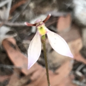 Eriochilus cucullatus at Bungendore, NSW - 7 Apr 2019