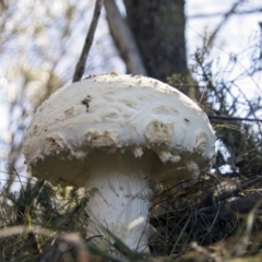 zz agaric (stem; gills white/cream) at Mount Clear, ACT - 7 Apr 2019 by AlisonMilton