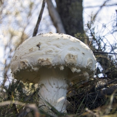 zz agaric (stem; gills white/cream) at Mount Clear, ACT - 7 Apr 2019 by Alison Milton