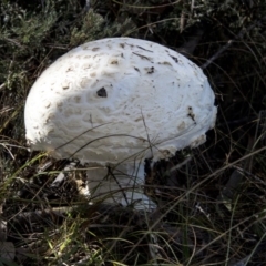 zz agaric (stem; gills white/cream) at Mount Clear, ACT - 7 Apr 2019