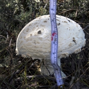 zz agaric (stem; gills white/cream) at Mount Clear, ACT - 7 Apr 2019