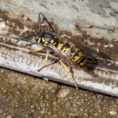Vespula germanica (European Wasp, German Yellowjacket Wasp) at Mount Clear, ACT - 7 Apr 2019 by AlisonMilton